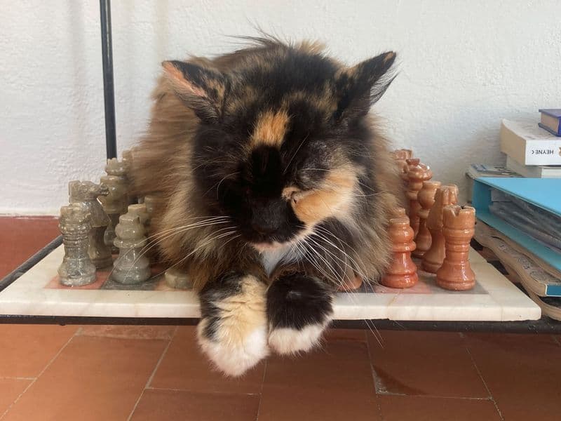 Bien de kat die meeverhuisde en jarenlang in haar tempo door de tuin scharrelde