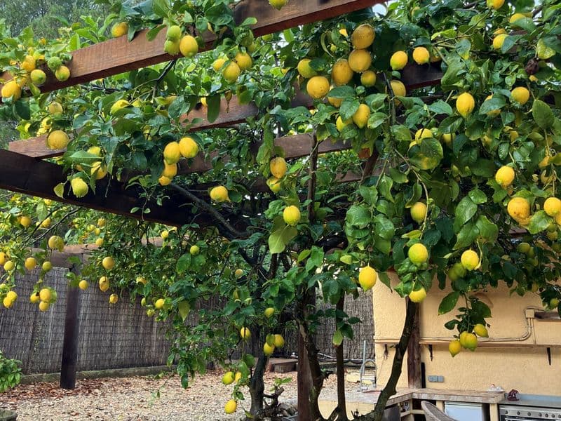 viñedos, higos, limones