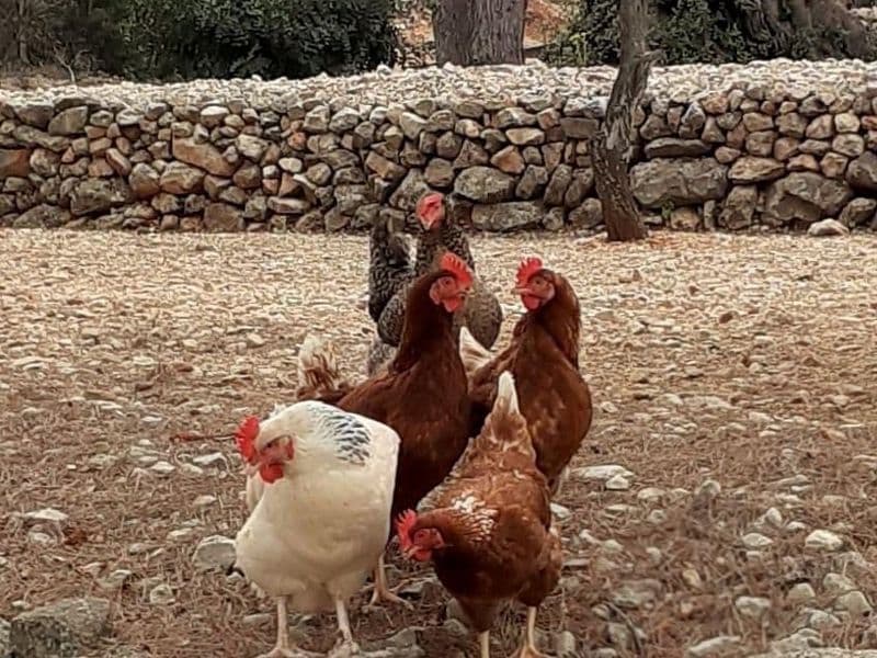 Groepsoverleg van de kippen in de tuin