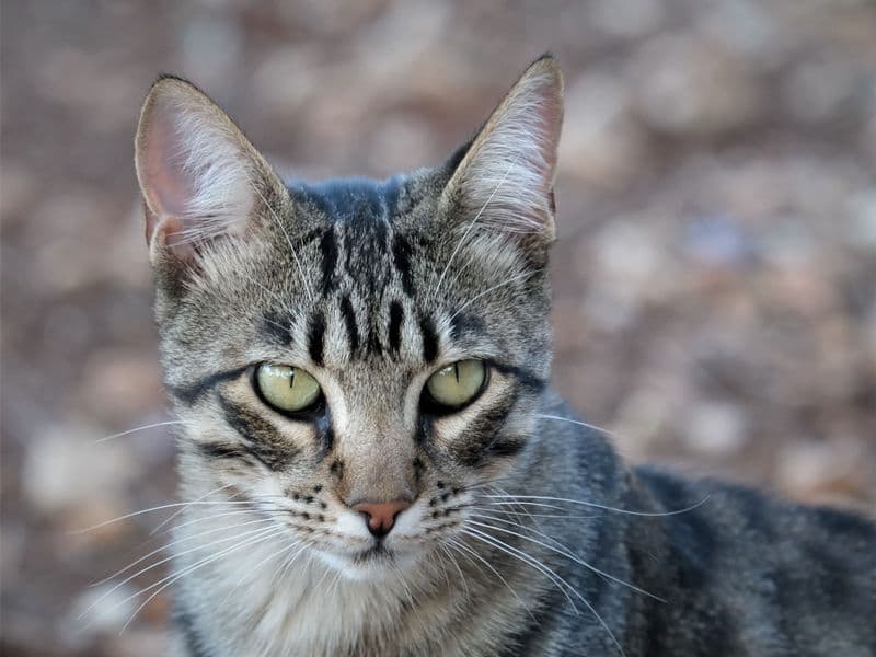 pinot waakt over de tuin