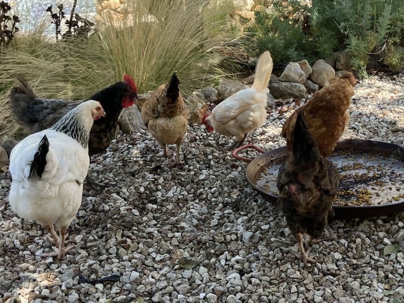 alle dames aan de paella