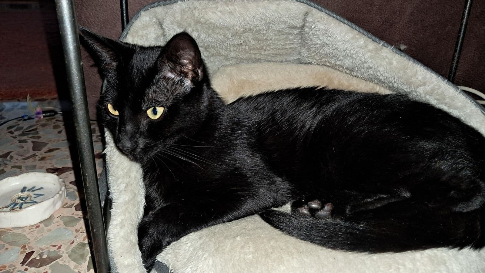 Het gitzwarte katje Kara ligt opgerold in een zacht kattenmandje