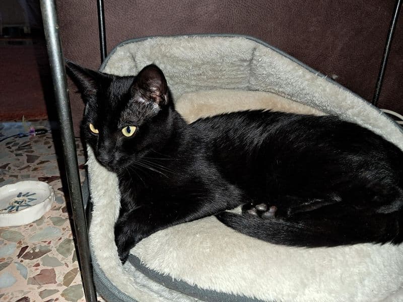 Het gitzwarte katje Kara ligt opgerold in een zacht kattenmandje