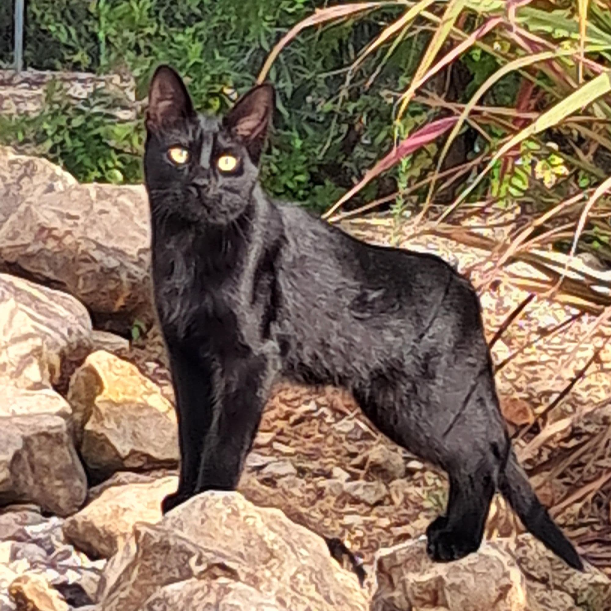 Kara staat op de rotsen in de tuin tussen herfstkleurig gras