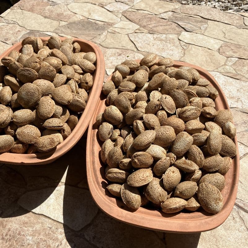 Una cosecha abundante
