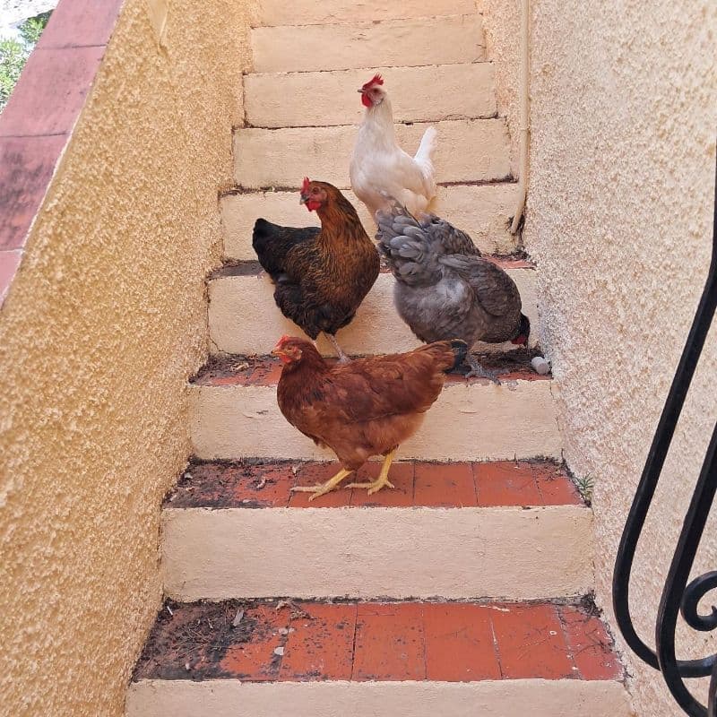 Cinco gallinas se unieron al gallinero