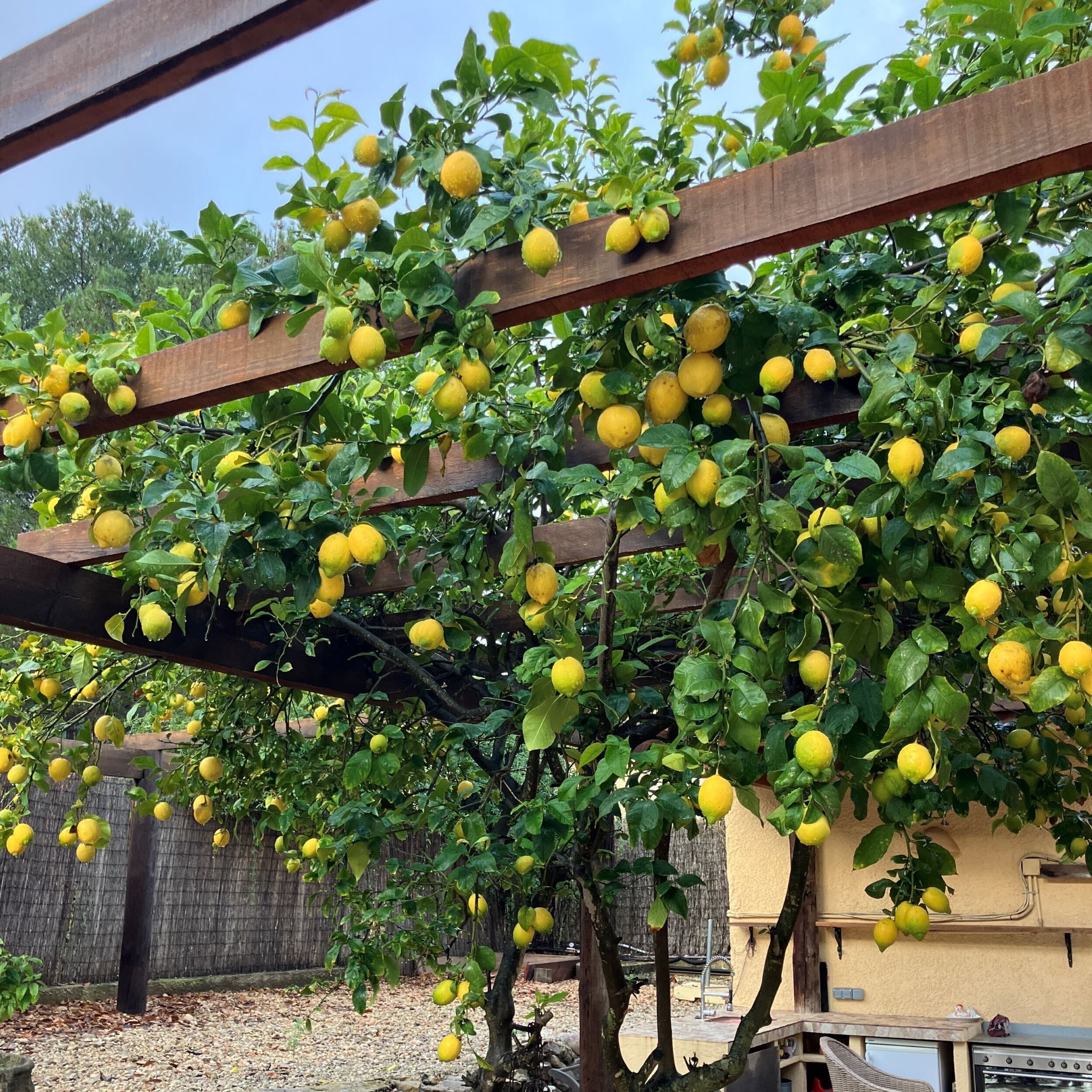 Citroenboom langs een pergola, zwaar beladen met rijpe gele citroenen
