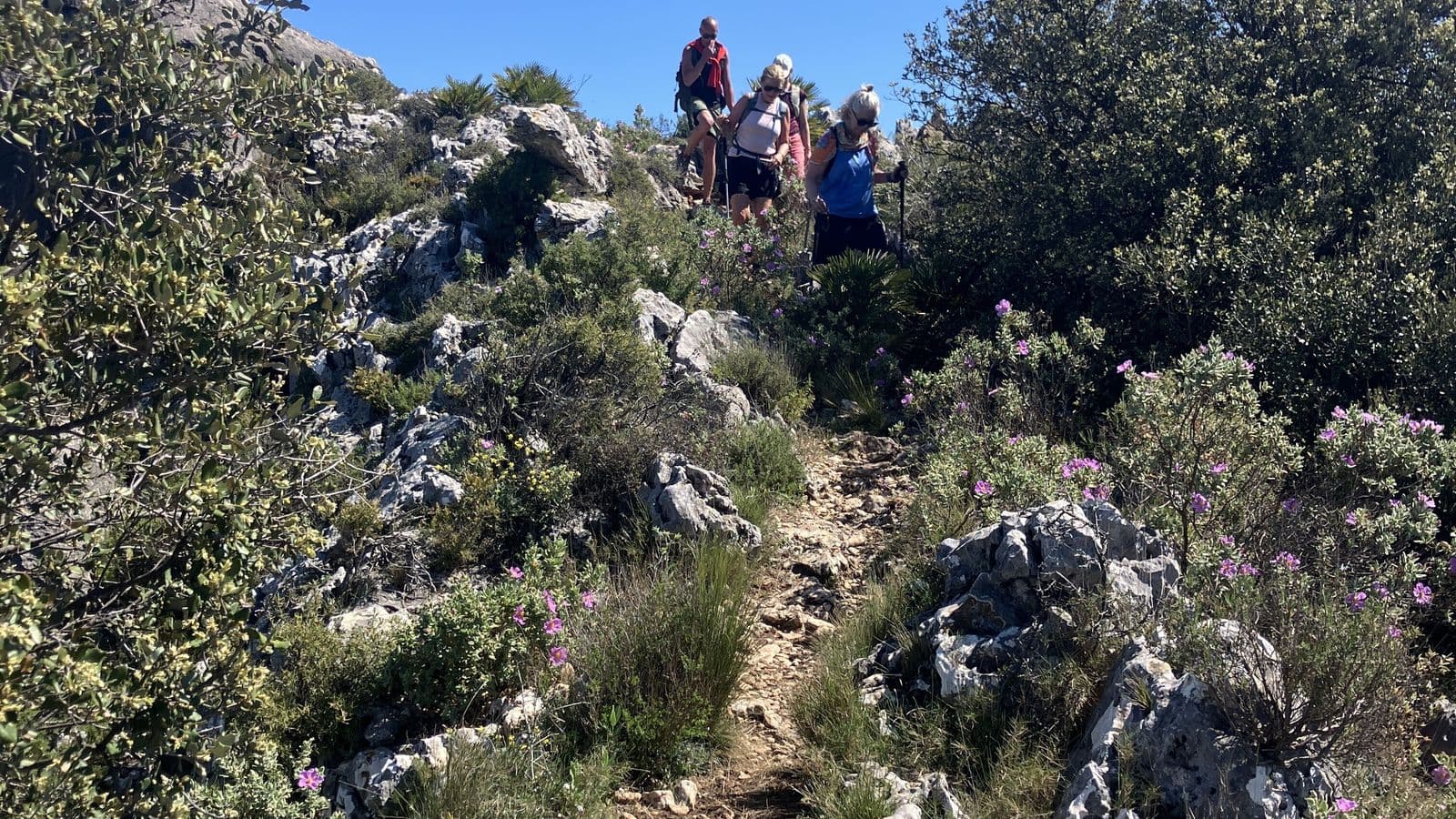 Wandelaars beklimmen een rotsachtig bergpad onder een strakblauwe hemel, met roze bloeiende struiken langs het pad