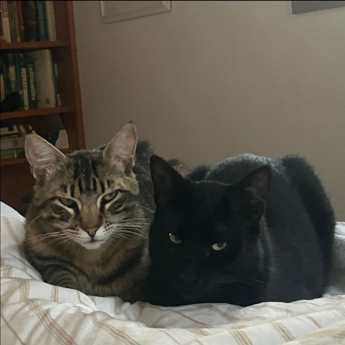 Kat Pinot en het zwarte katje Kara liggen dicht tegen elkaar te rusten op een bed